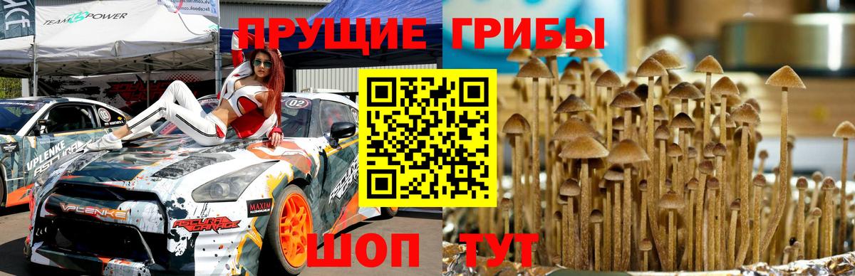 Псилоцибиновые грибы Psilocybine cubensis  Вход с VPN  Сарапул 